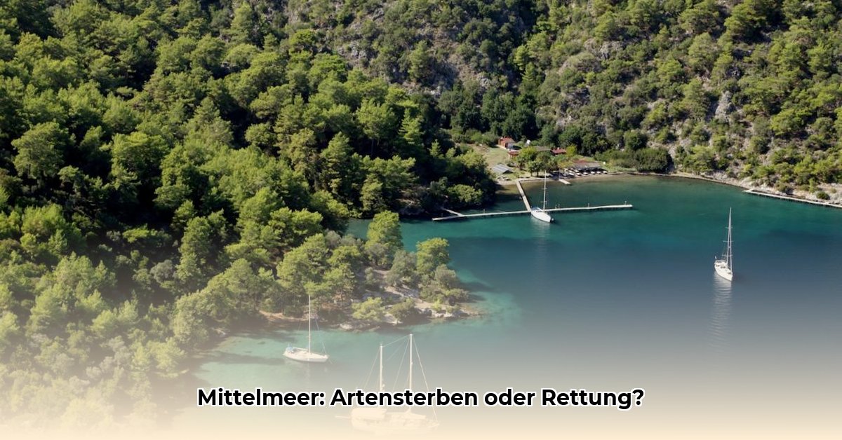 fischerfahrzeug-im-mittelmeer